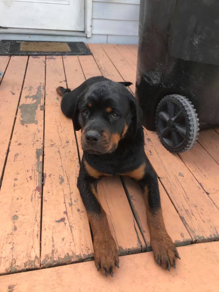dog saved.jpg