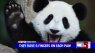 Top 5 Panda Facts