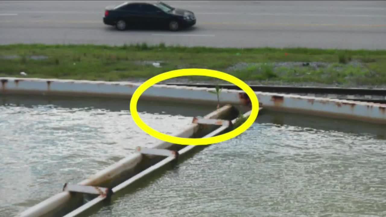 vegetation growing out of Riviera Beach water clarifier