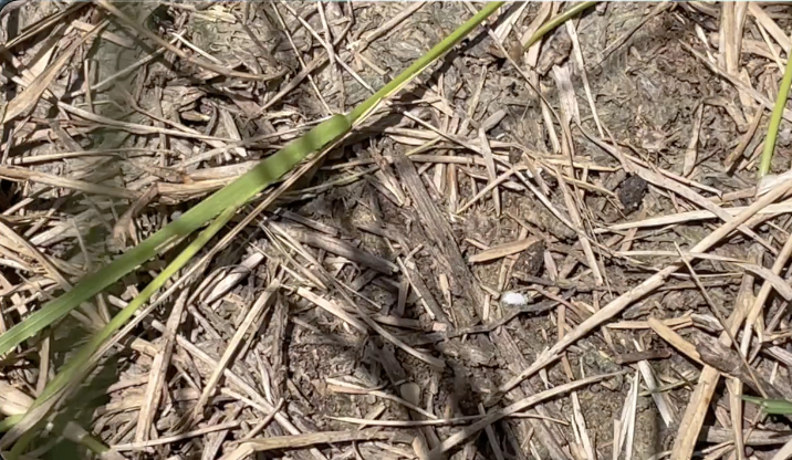 Grimes County ranchers and experts battle pasture mealybug threat to local ag industry
