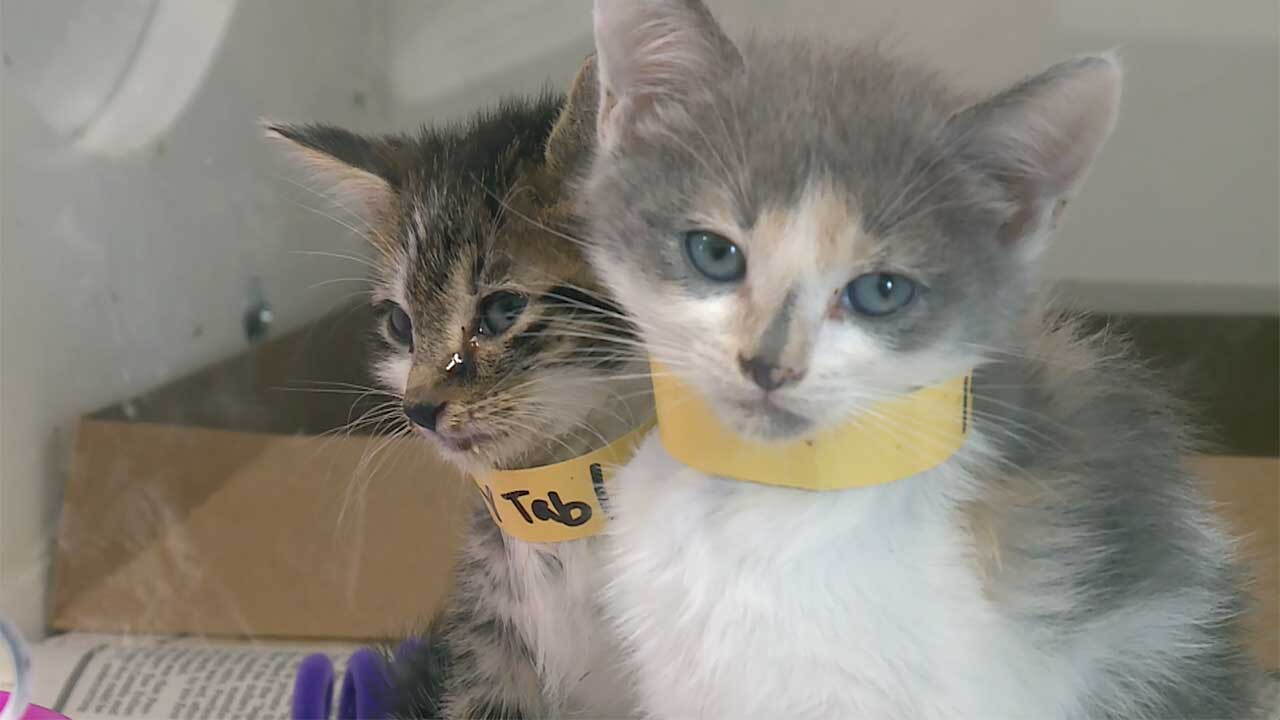 More than 120 cats, kittens found in Port St. Lucie home in alleged hoarding situation