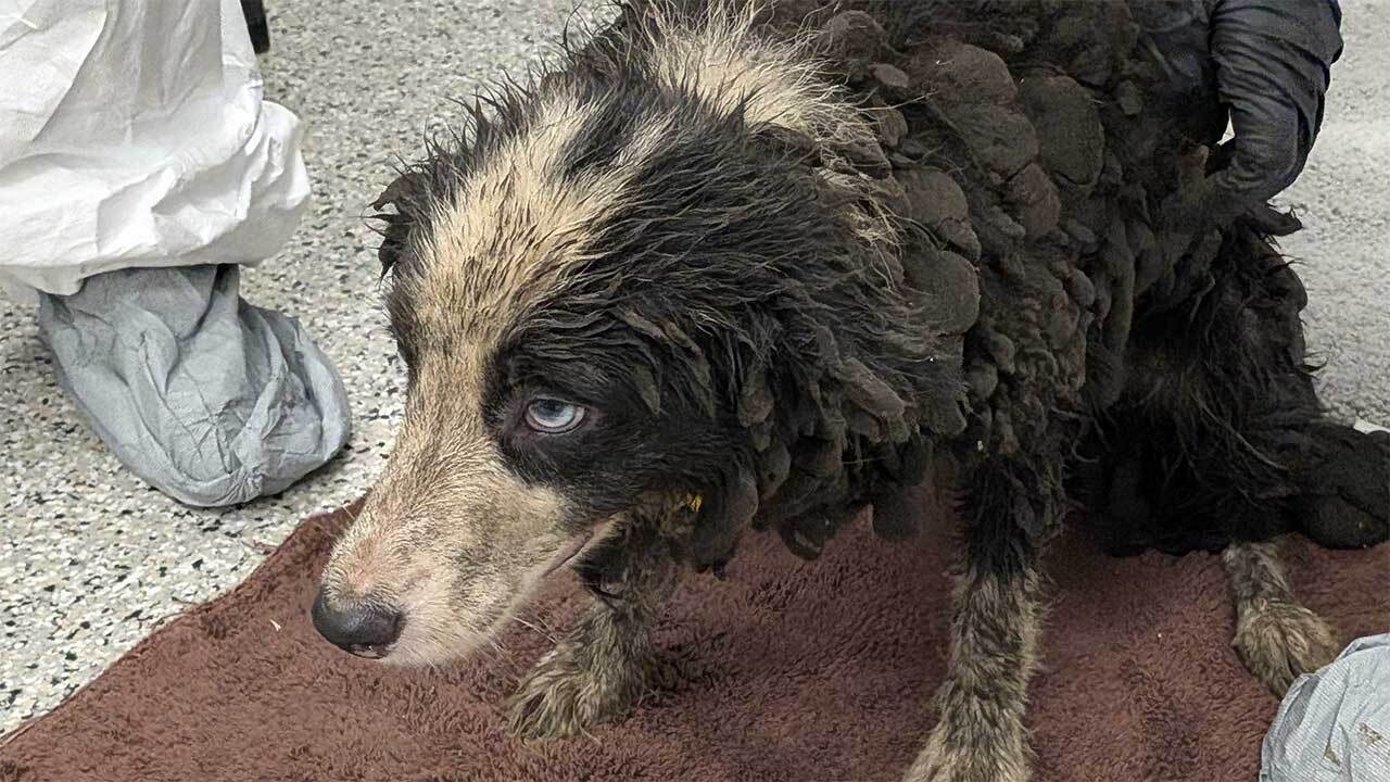 Dog rescued from suspected animal hoarding case