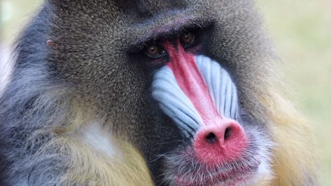 A Male Mandrill Named Spock Who Lived At The Phoenix Zoo For Nearly 25 Years Has Died