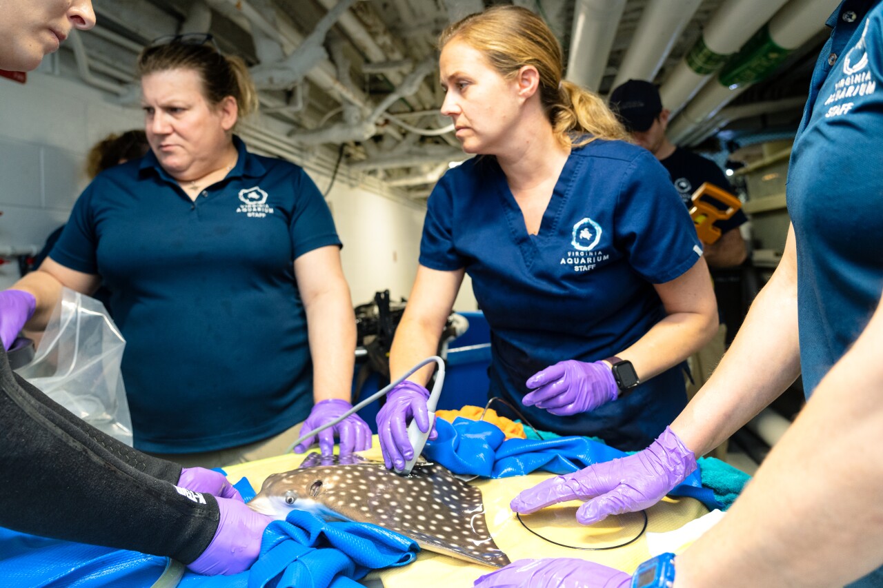 Spotted eagle rays born at Virginia Aquarium