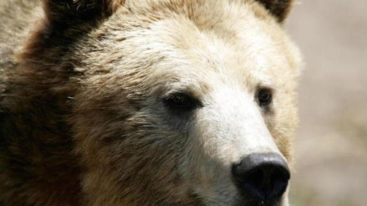 Bears escape holding area at Milwaukee Zoo