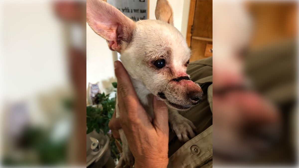 Teller County searching for person who injured small dog