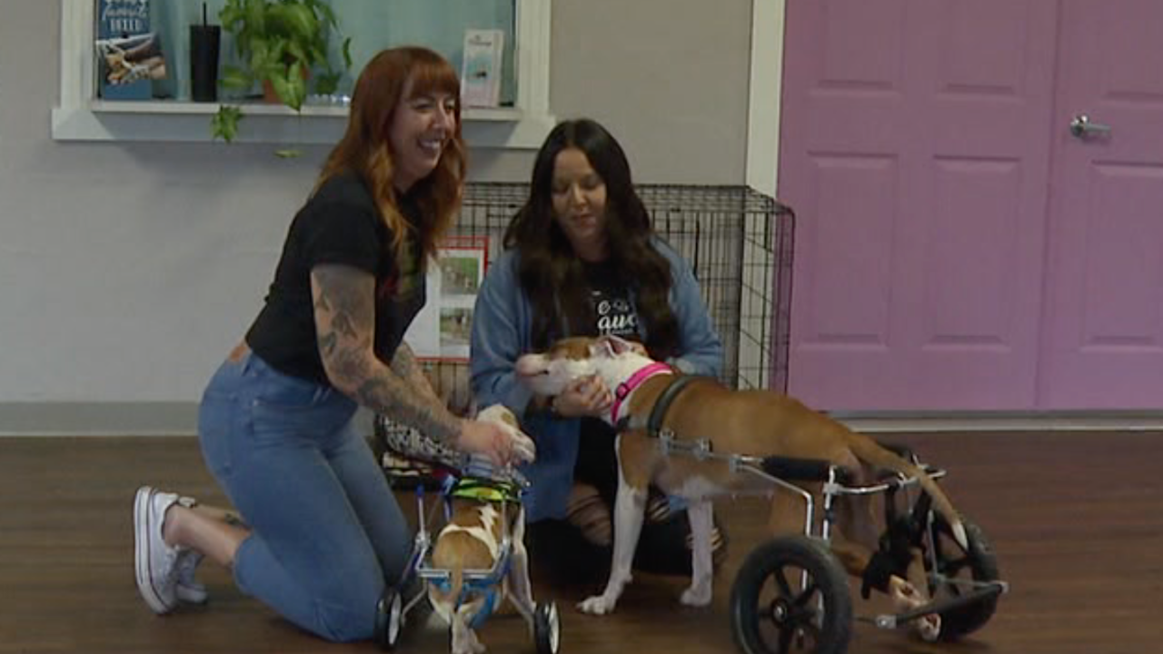 Animal rescue out of old Pasco Co. church gives animals second chance at life WFTS BOYD.png