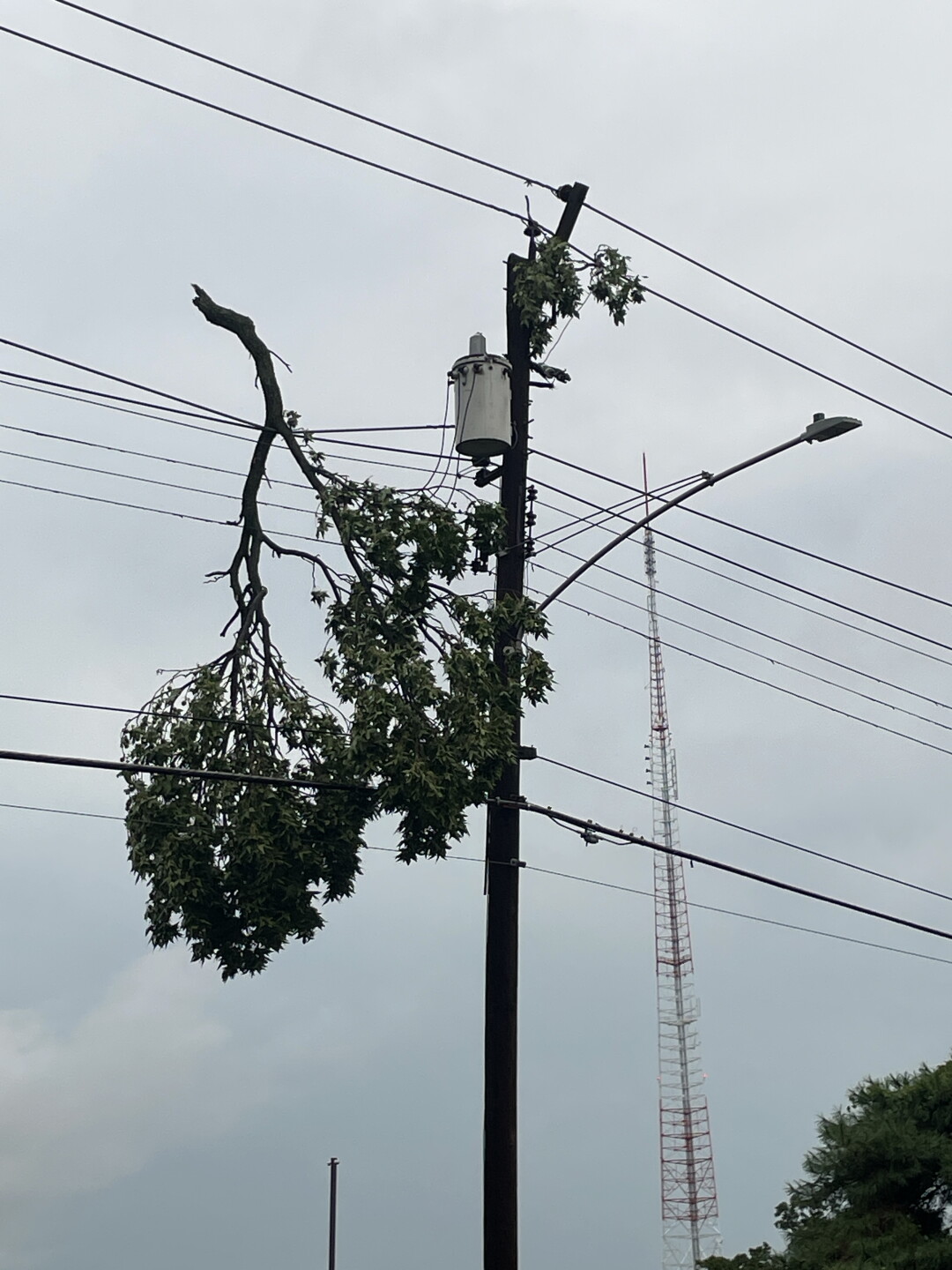 Tree in Power Lines Clifton 8/11/26