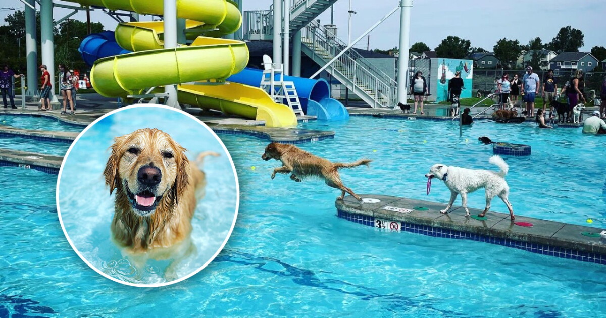 The pools go to the dogs! A list of dog swim days across Colorado - Vimarsana News