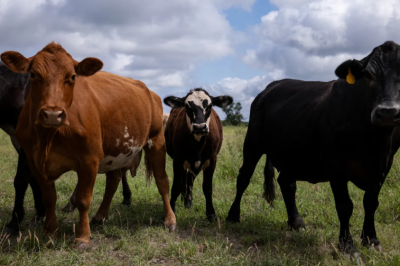 Cows.png