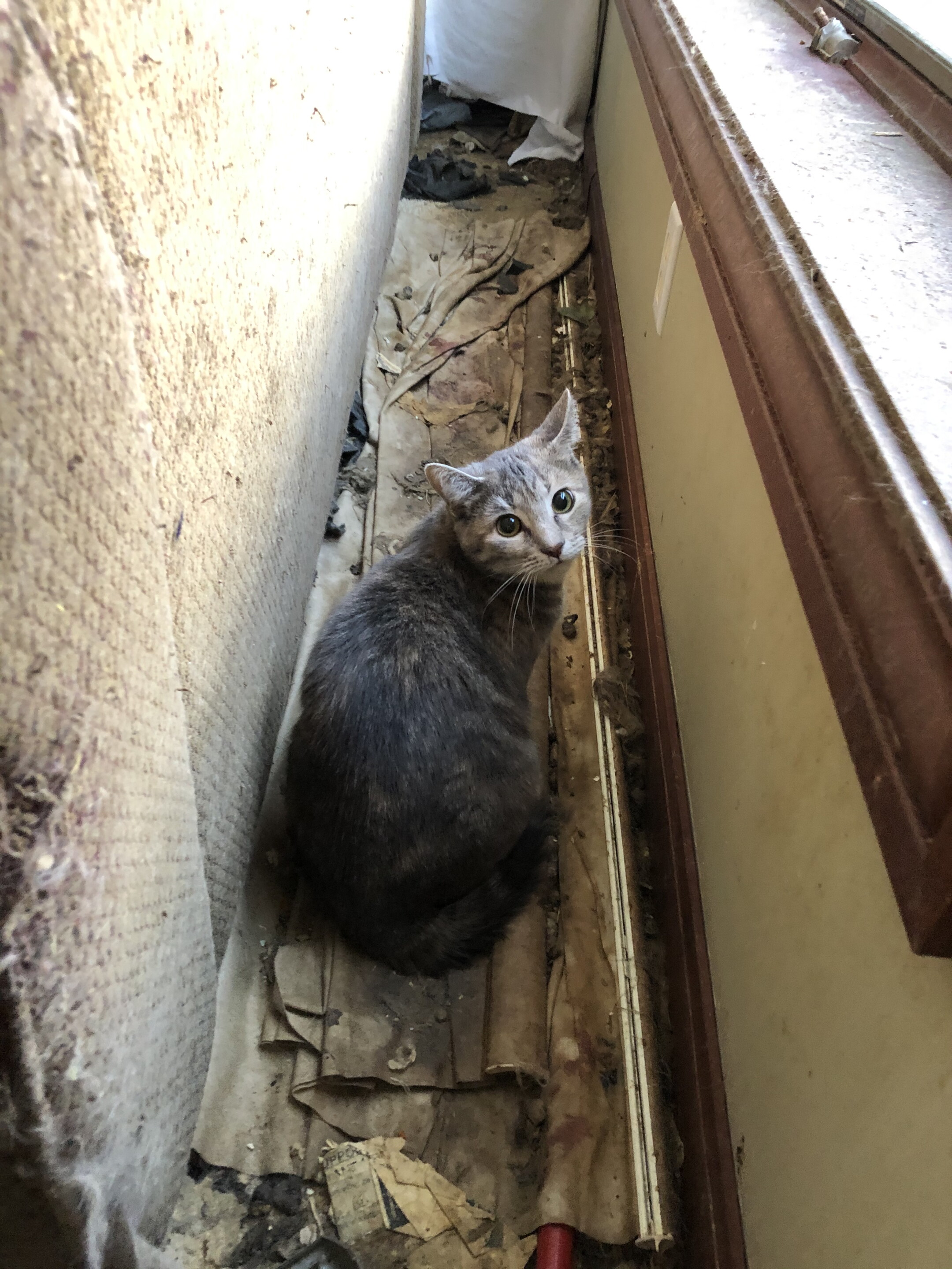 Over 100 cats found in Racine County home, some in walls