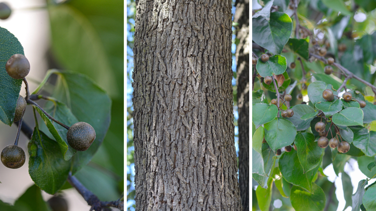 Callery Pear tree