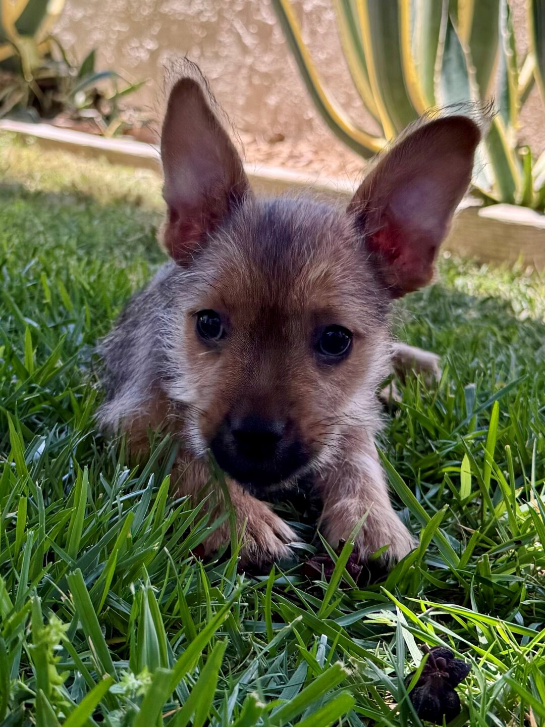 oscar (1).jpg