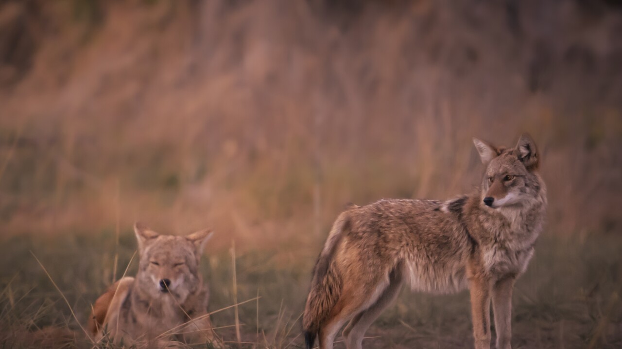 Coyote