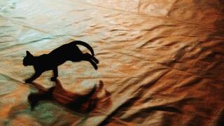 silhouette cat running.jpg