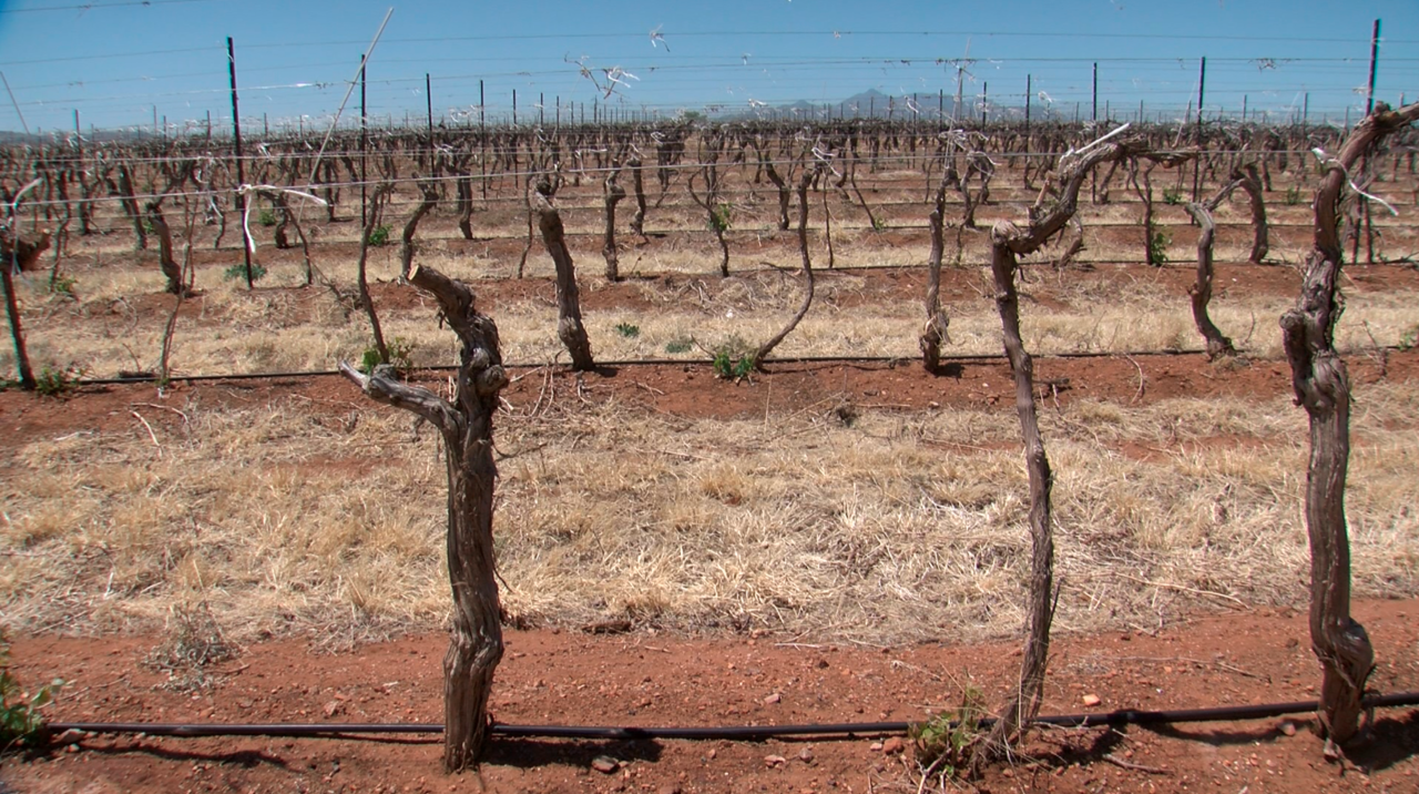 Climate change and wine