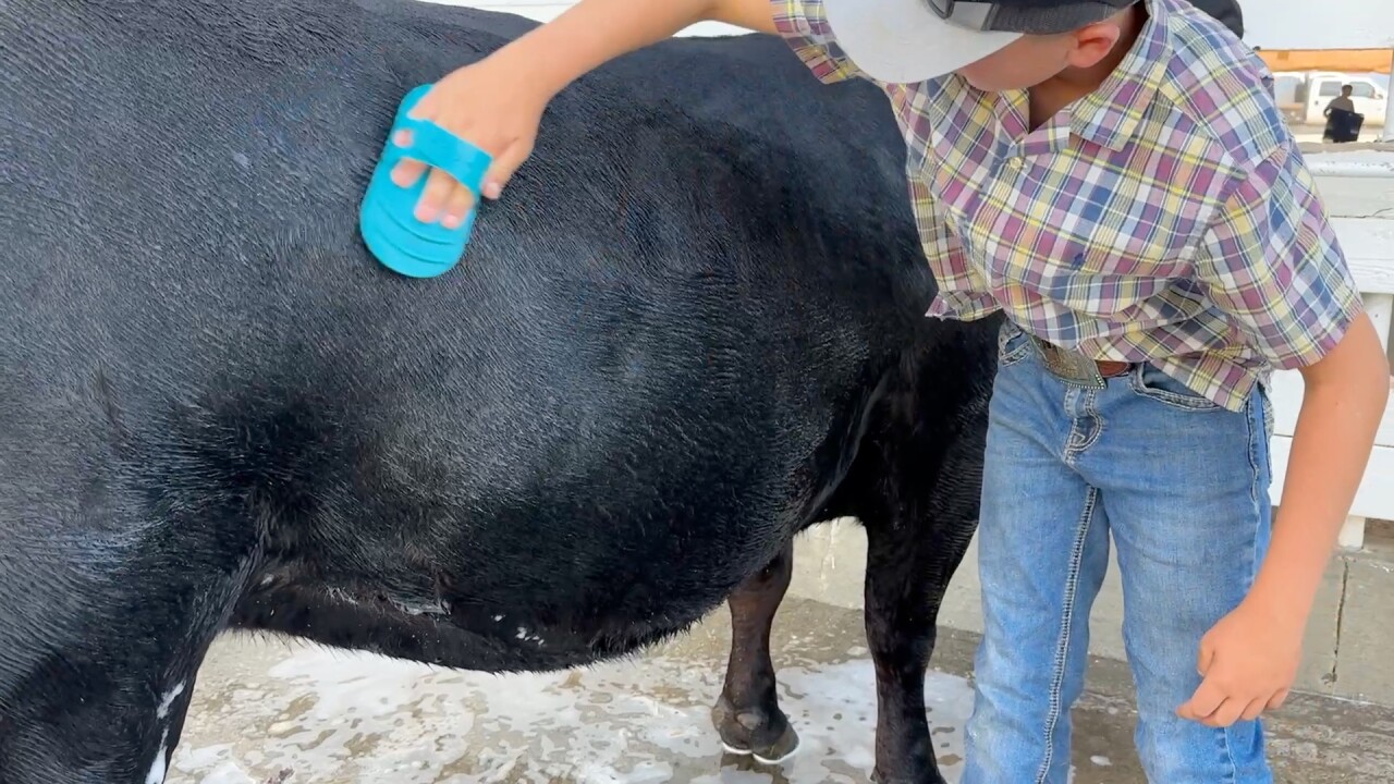 Steer wash after Weigh-in