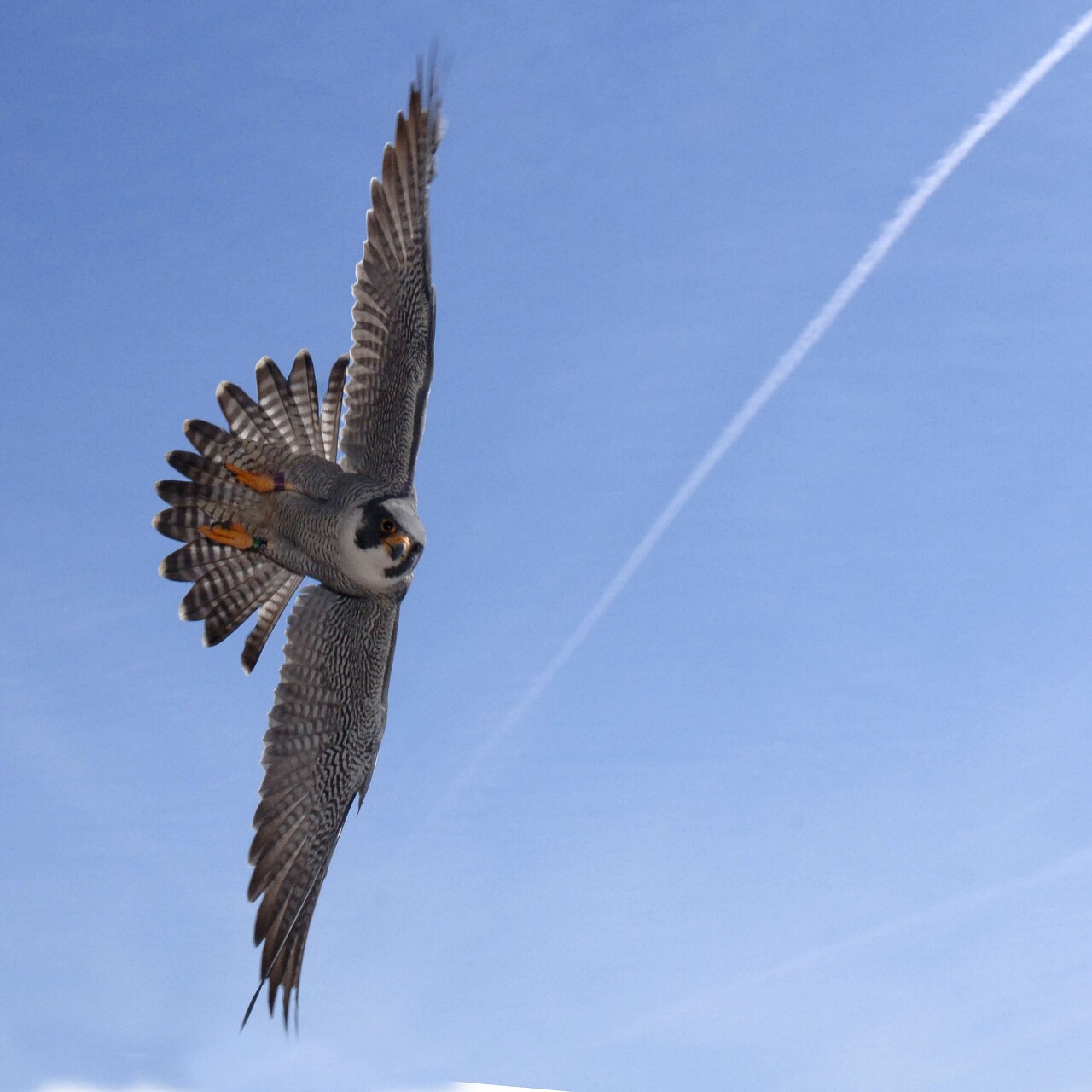 bird raptor peregrine falcon flight daniel.jpg