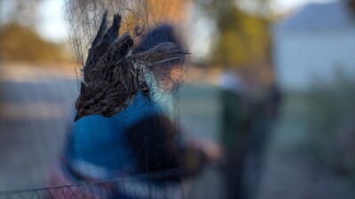 BIRD NET PIC.jpg