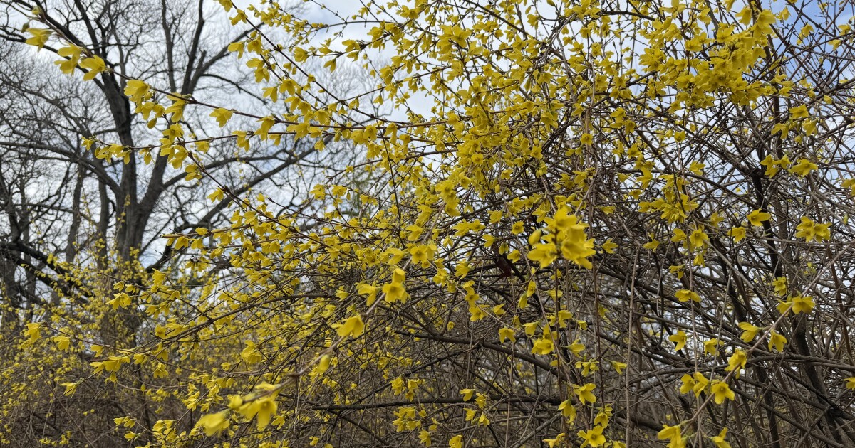 Cooler Thursday forecast and then back to windy weather Friday