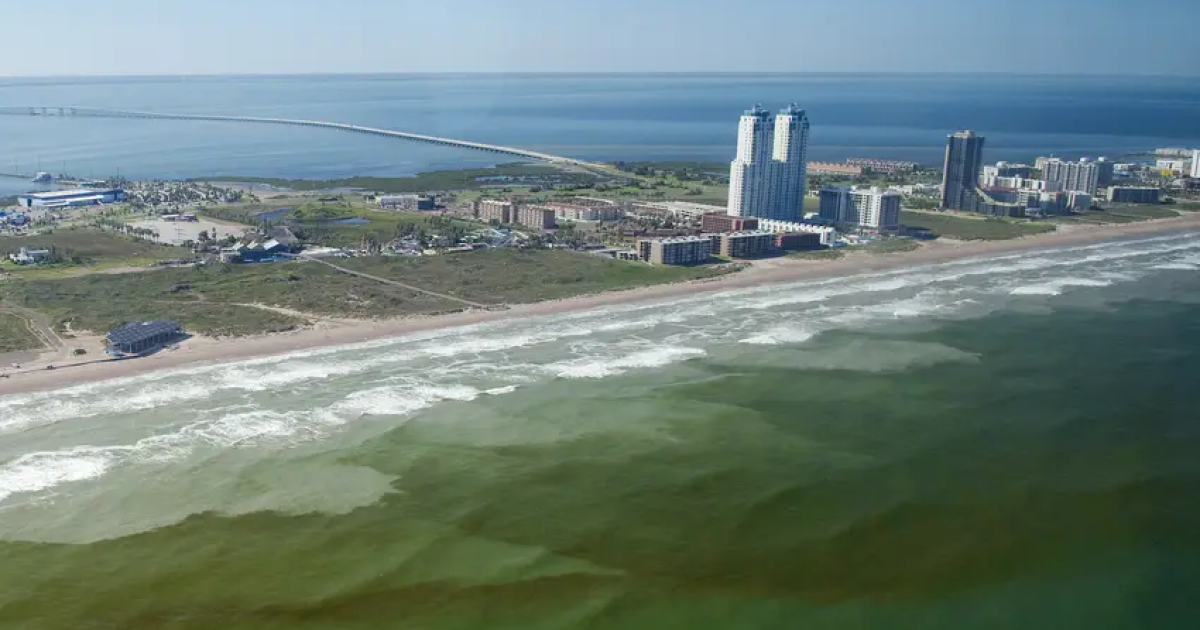 Toxic red tide algae, last seen in 2018, returns to Texas coast - Vimarsana News
