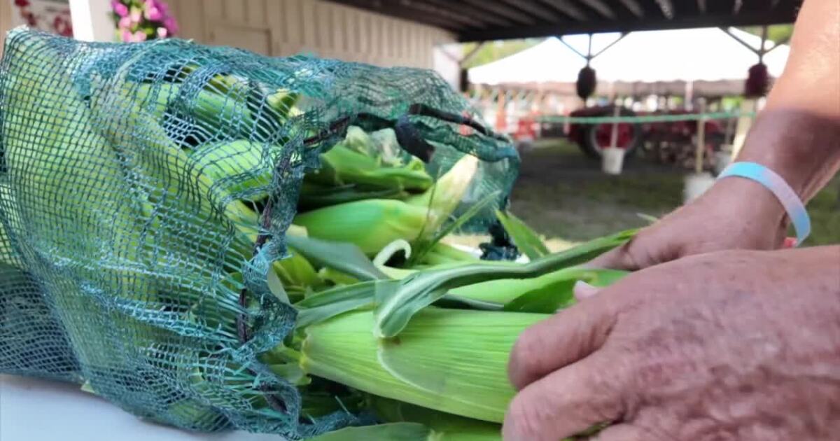Eden Corn Festival kicks off with 'Corn in the USA' theme, celebrating America's 250th anniversary