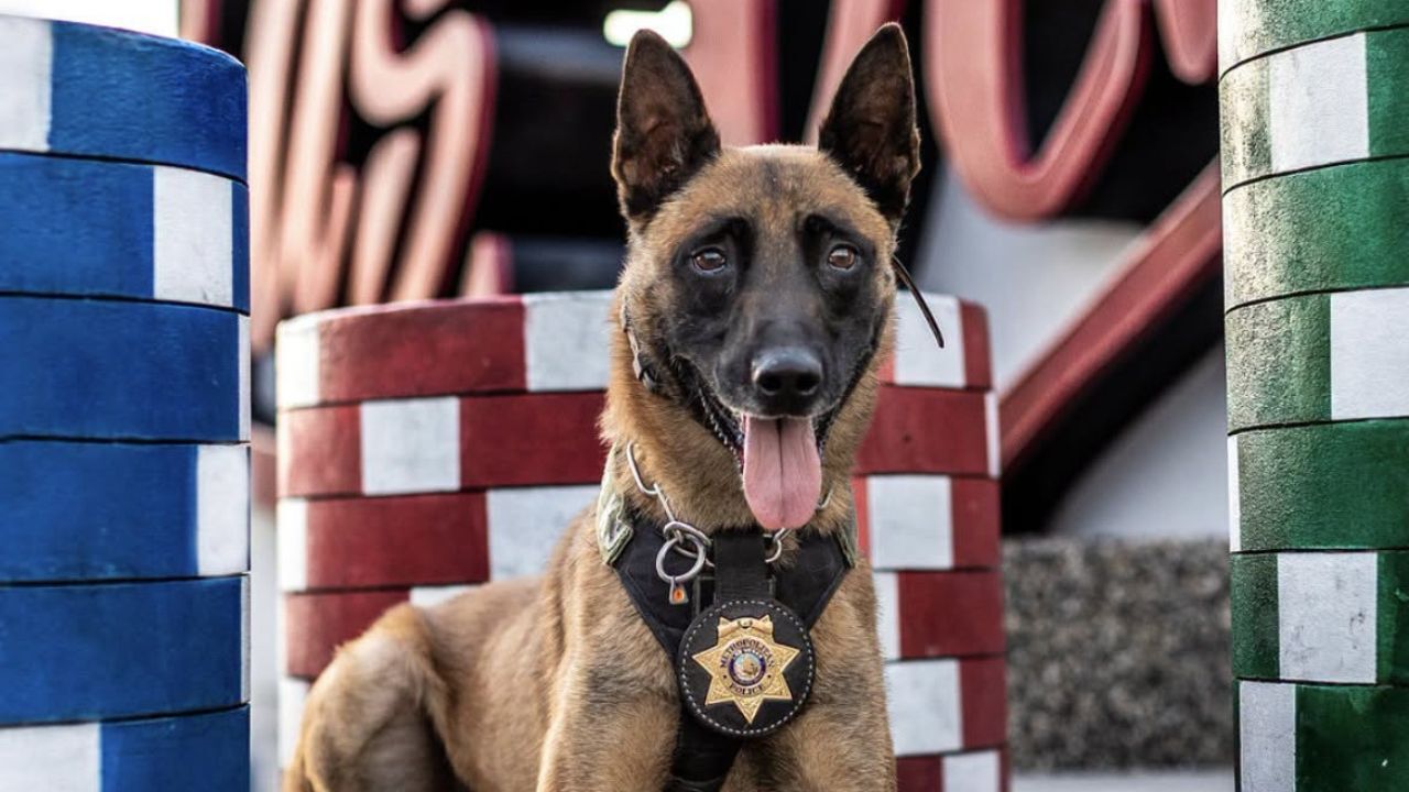 K-9 Leico