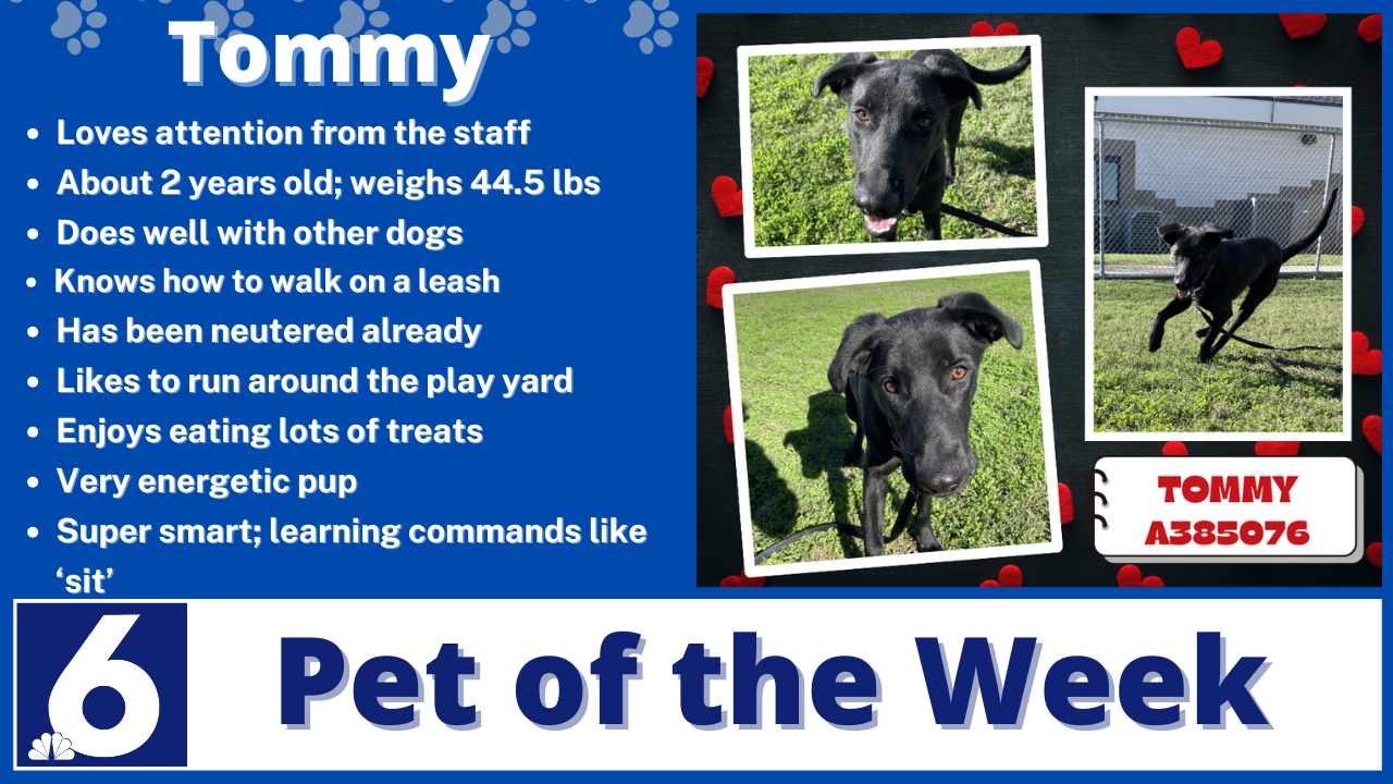 Pet of the Week: Tommy