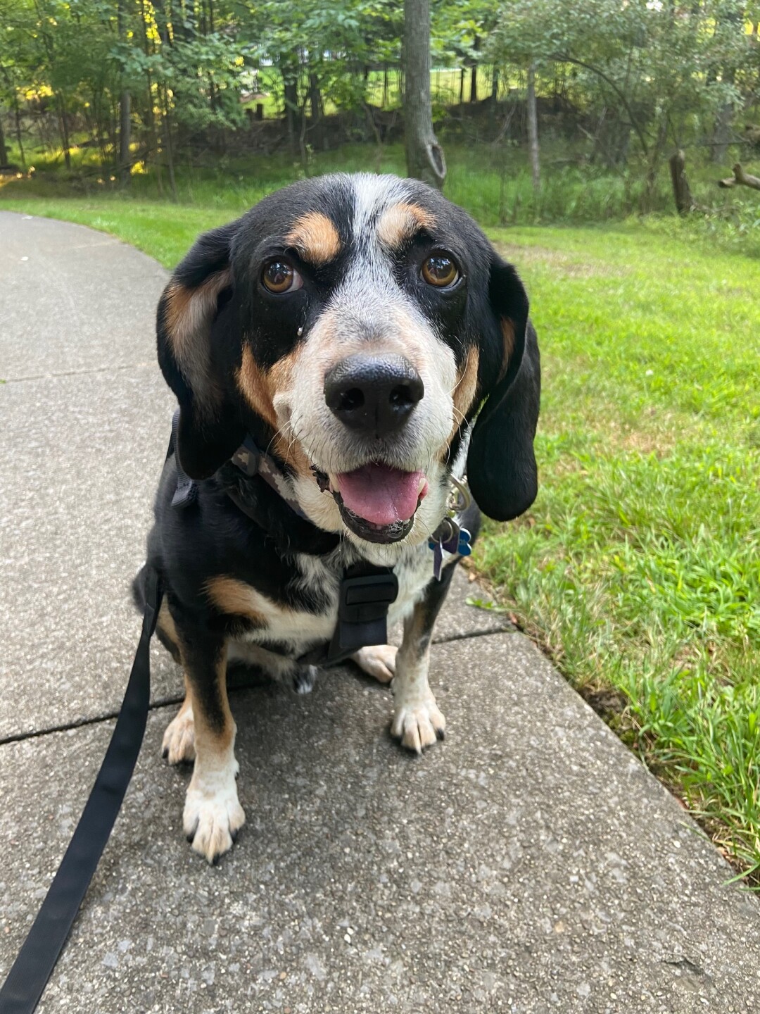 Dog walking forecast