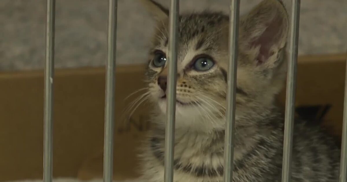 Smitten with kittens