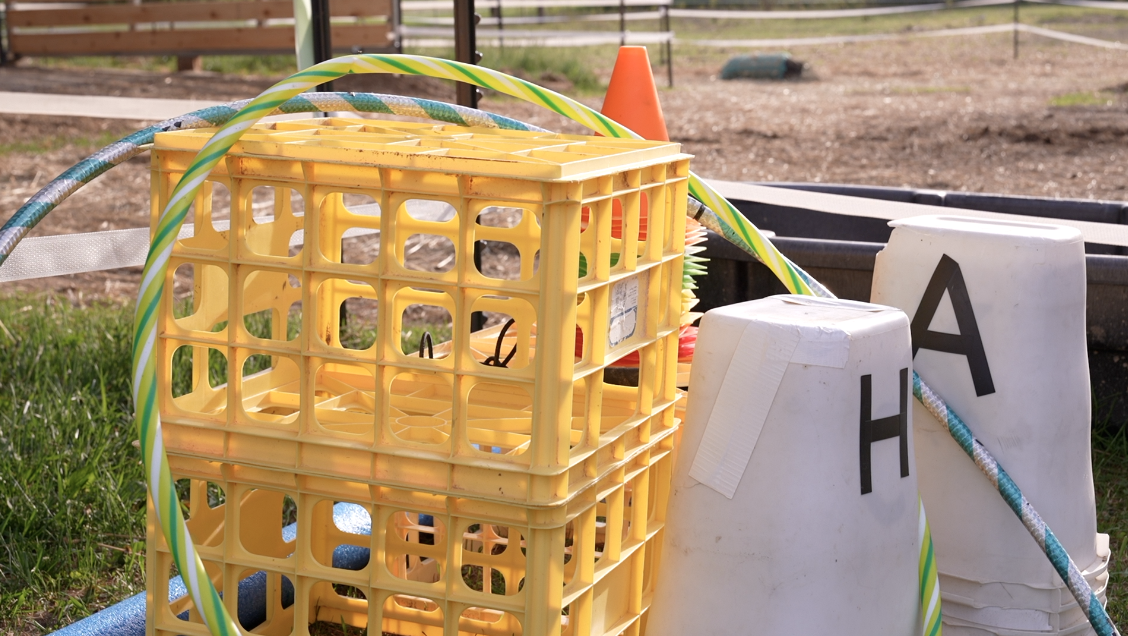 Pamela Allen Equine Assisted Coaching