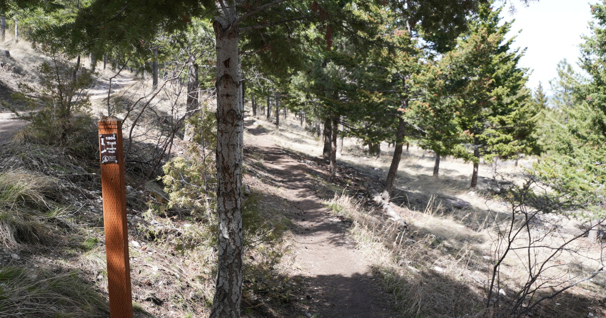 Two Mount Helena trails will close as city removes beetle-killed trees - Vimarsana News