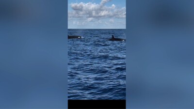 Jay Charron spotted two pods of orcas that were migrating north about 100 miles off Vero Beach on Sept. 10, 2023.