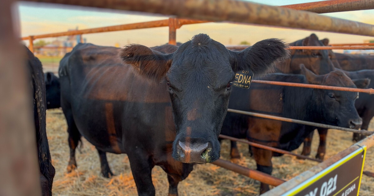 From Montana to the world: Angus Tour showcases Hi-Line genetics