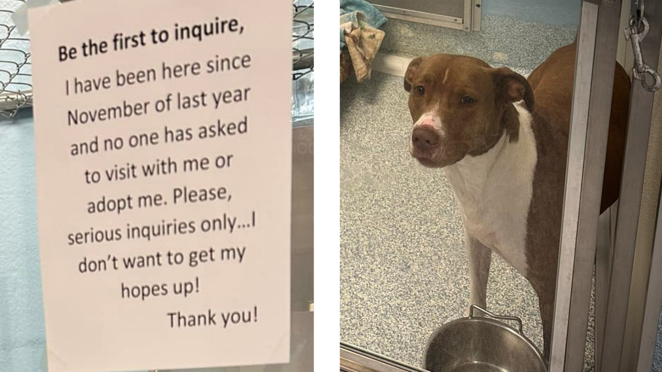 Virginia animal shelter left 'desperate' after no one seemed interested