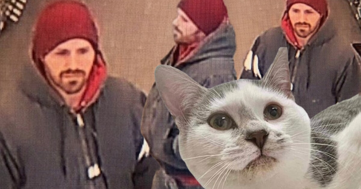 Cat Thief on the Loose: Kitty lifted from Michigan pet store - Vimarsana News