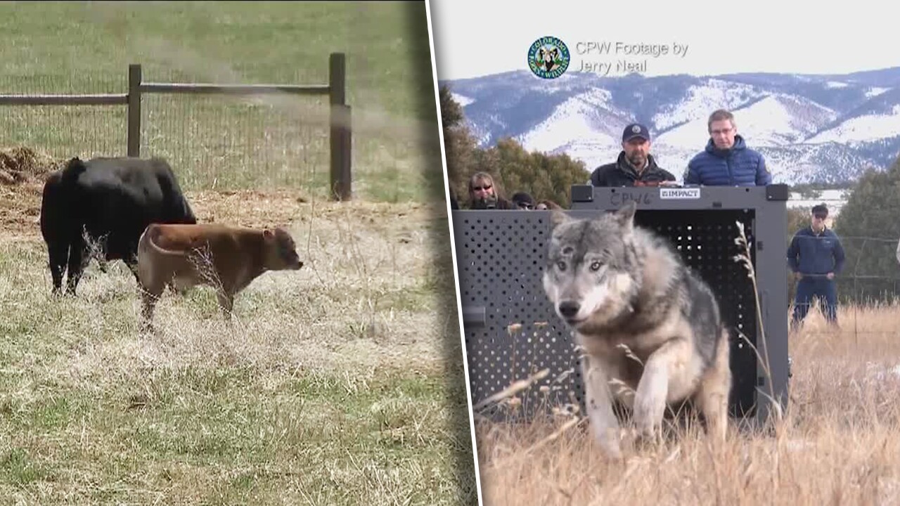 CPW wolf and cow.jpg