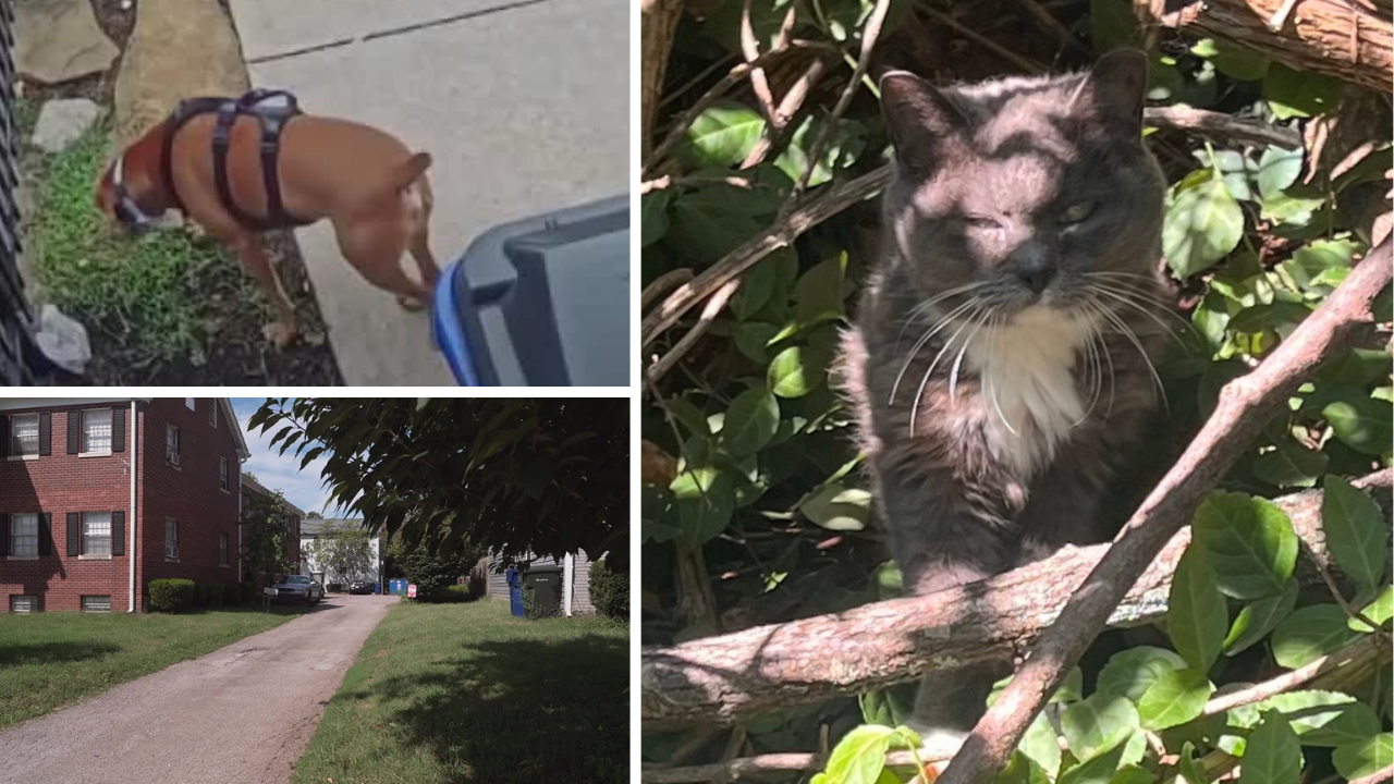 Lexington neighborhood cat killed in reported dog attack