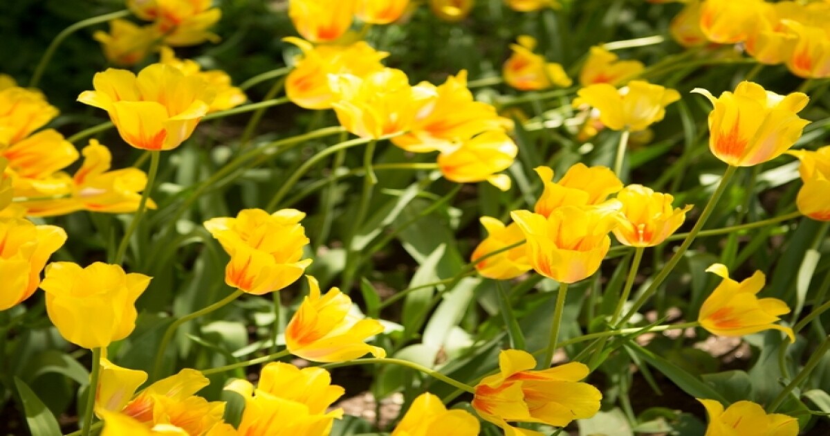 Wildflower explosion signaling bad allergies?