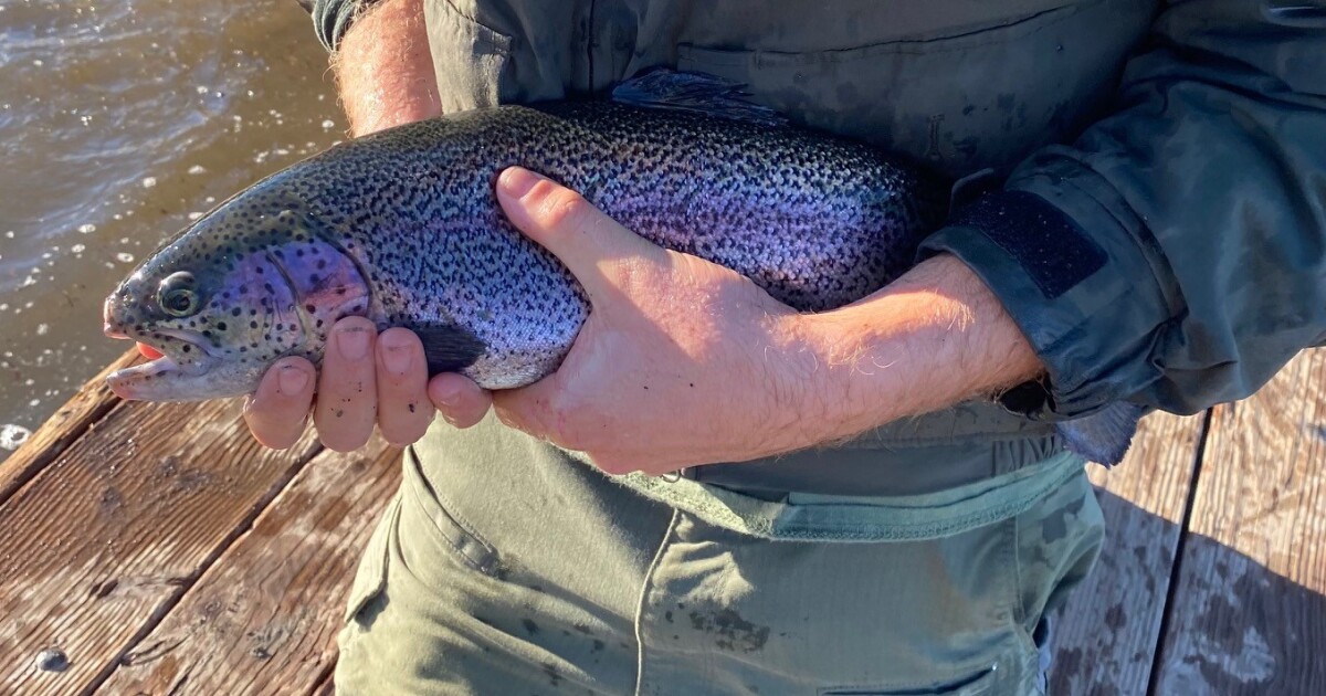 Cachuma Lake rainbow trout release