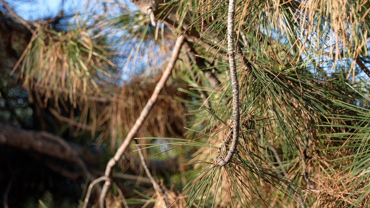 Tree.jpg