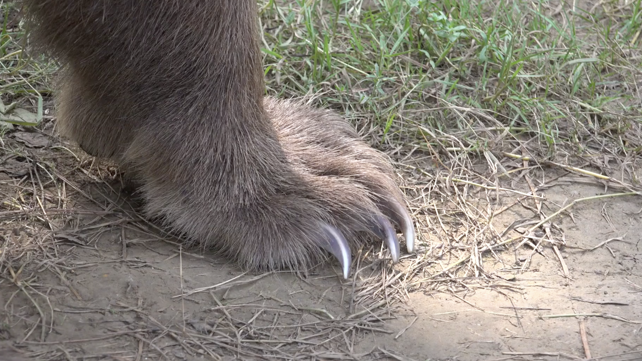 bear foot