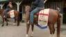 Finding healing on horseback