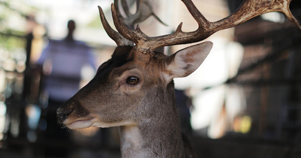 Michigan House Approves Bill To Lift Ban On Deer Baiting Legislation Will Now Head To Senate