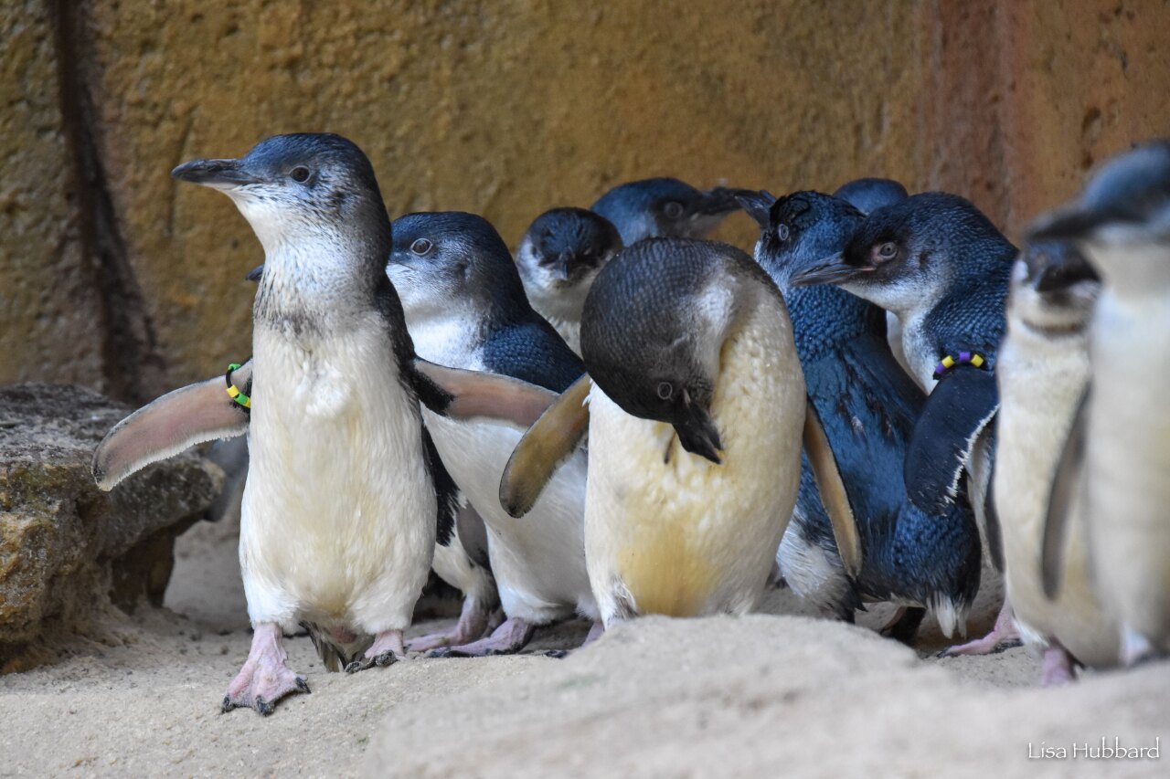WCPO little blue penguins.jpg