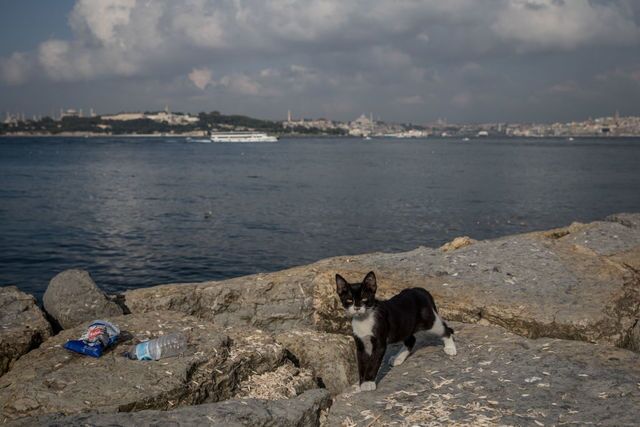 Photos: This place is known as 'The City of Cats'