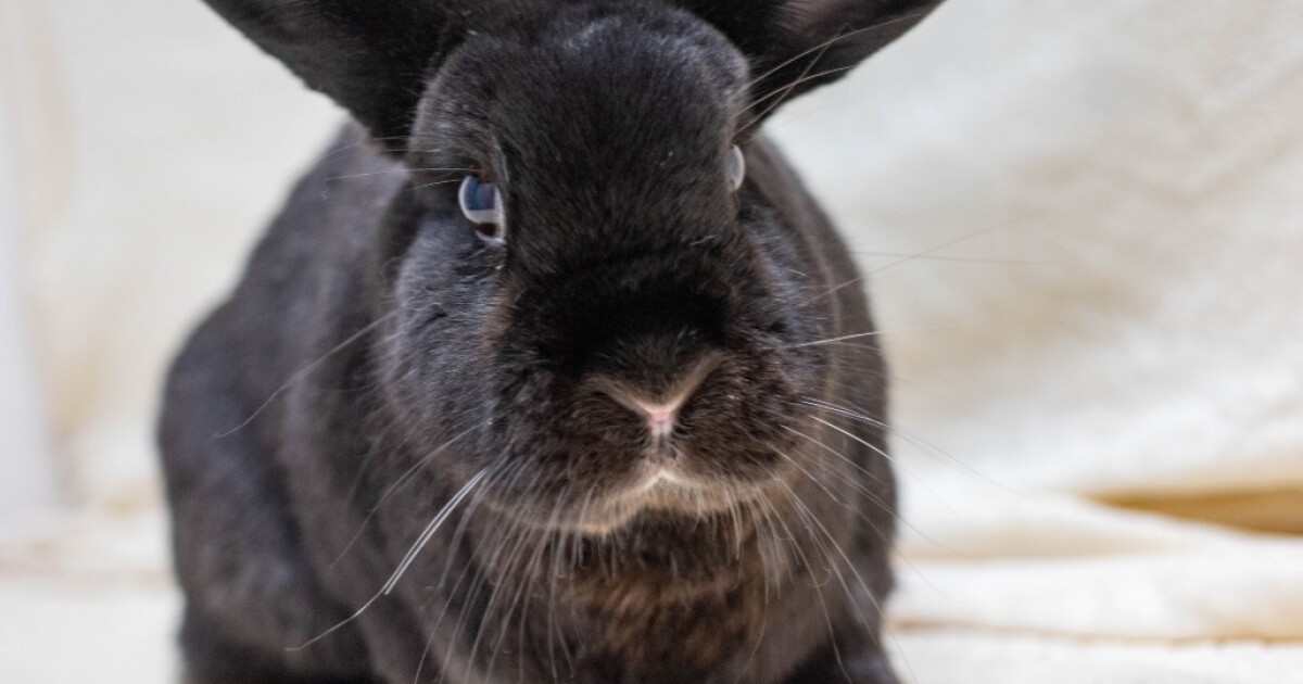 Pet of the Week: Camilla