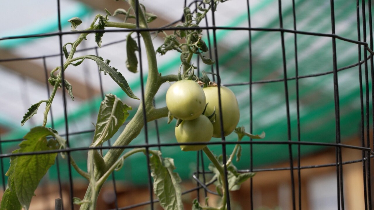 Tomatoes