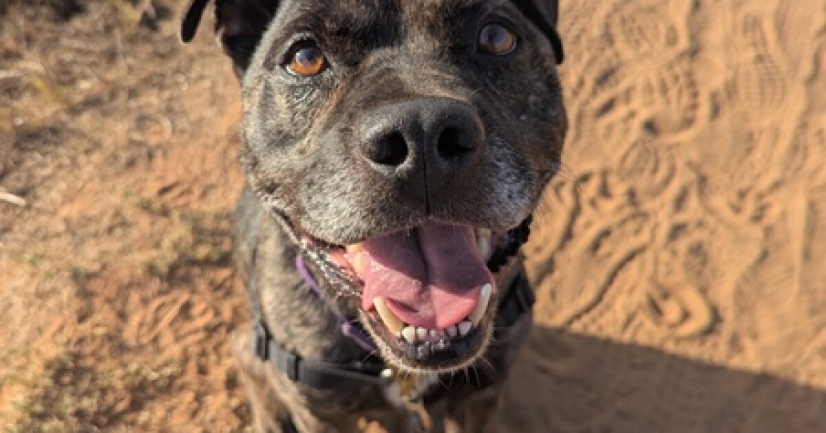 Pet of the Week: Diesel