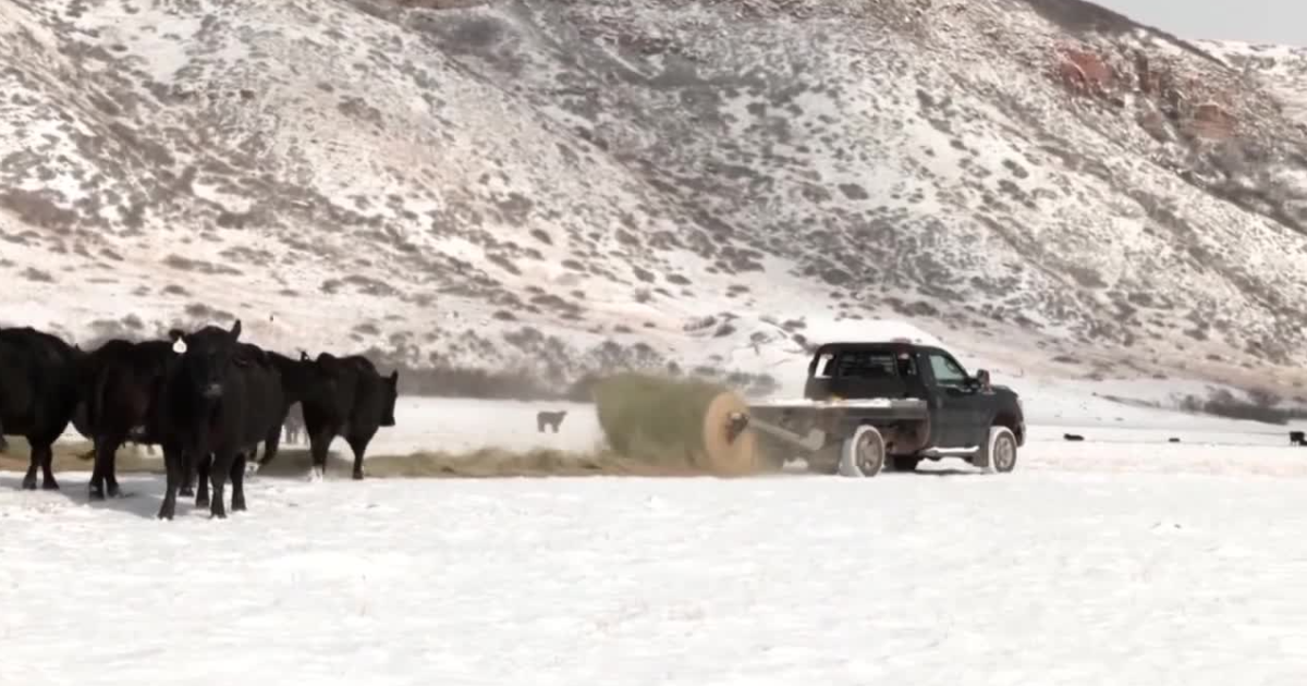 Montana producers 'optimistic' during warm El Niño pattern - Vimarsana News